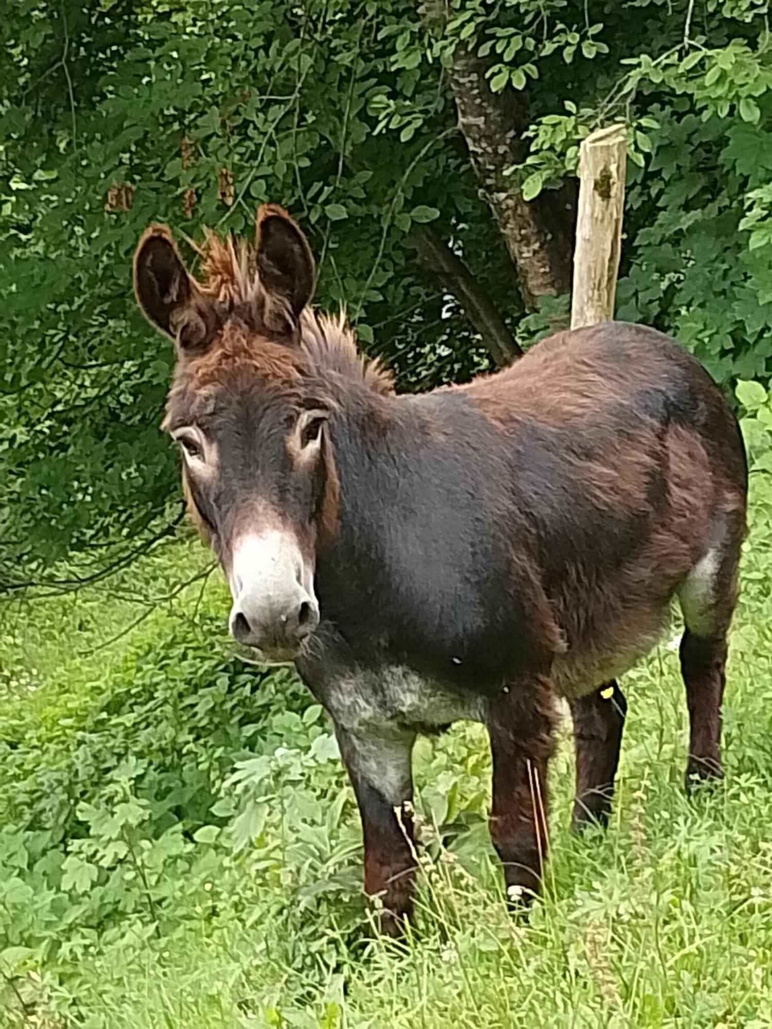 Agriturismo La Casa Nei Boschi Colderu 外观 照片